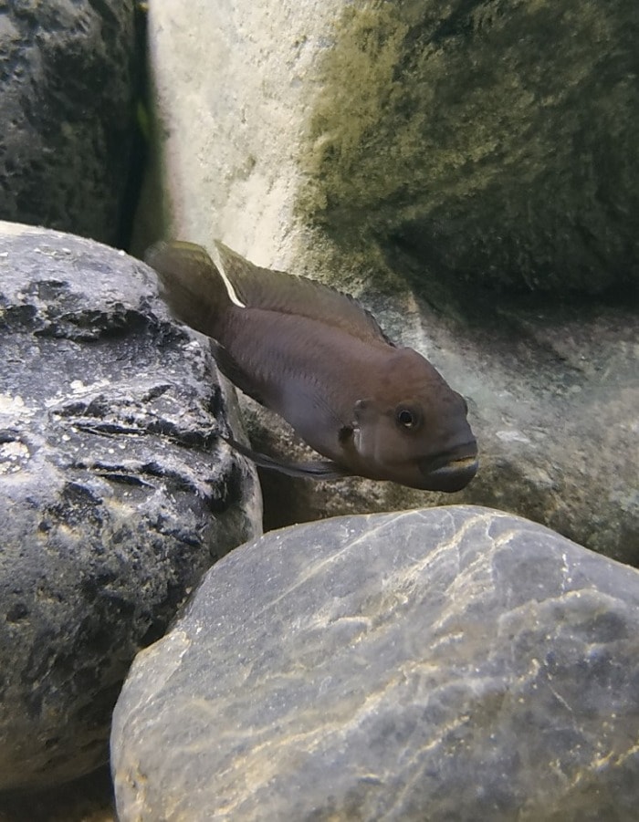 Pictured, temporalis shell