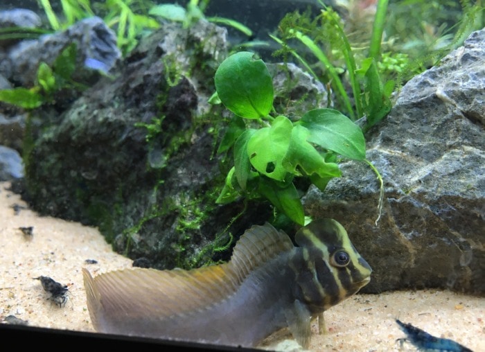 top hat blenny