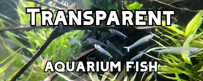 transparent aquarium fish