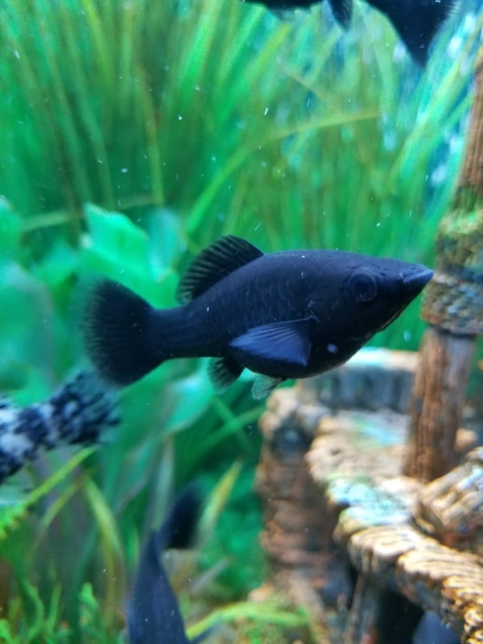 Close-up of a True Black Molly in a planted brackish tank