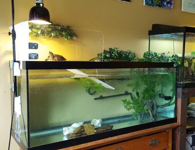A turtle basking under a heat lamp