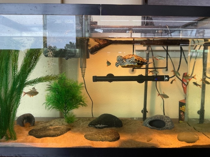 turtle tank