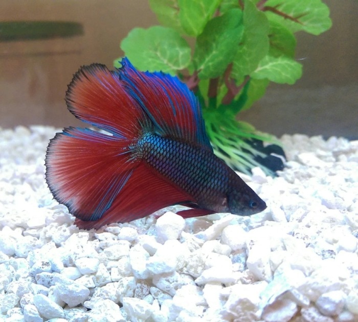 Twintail halfmoon betta