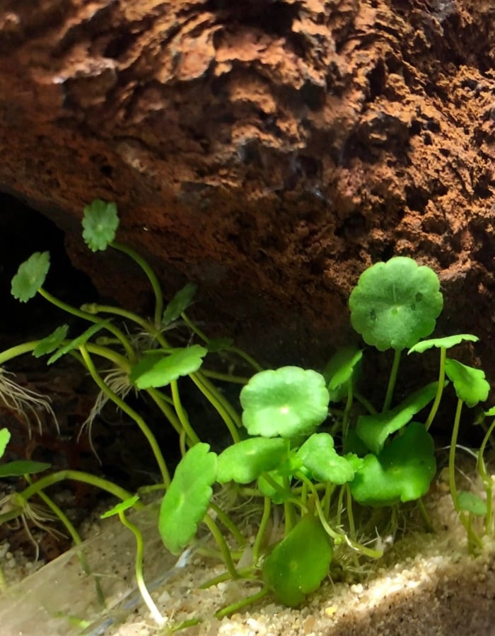 whorled pennywort