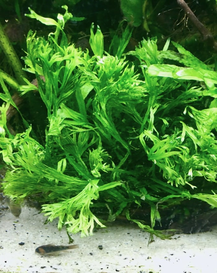wyndelov fern