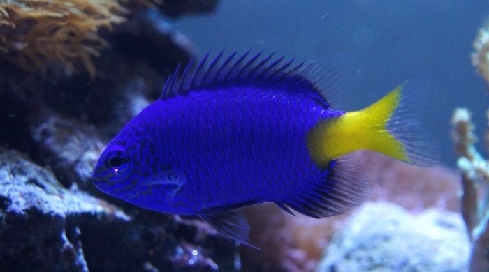 Pictured, yellowtail blue damselfish