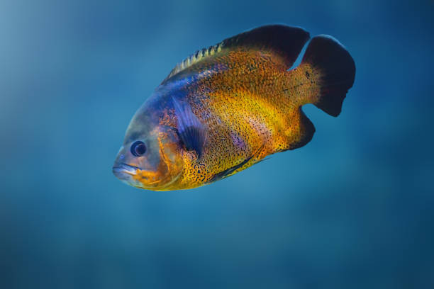 Exploring the Marble Oscar Fish
