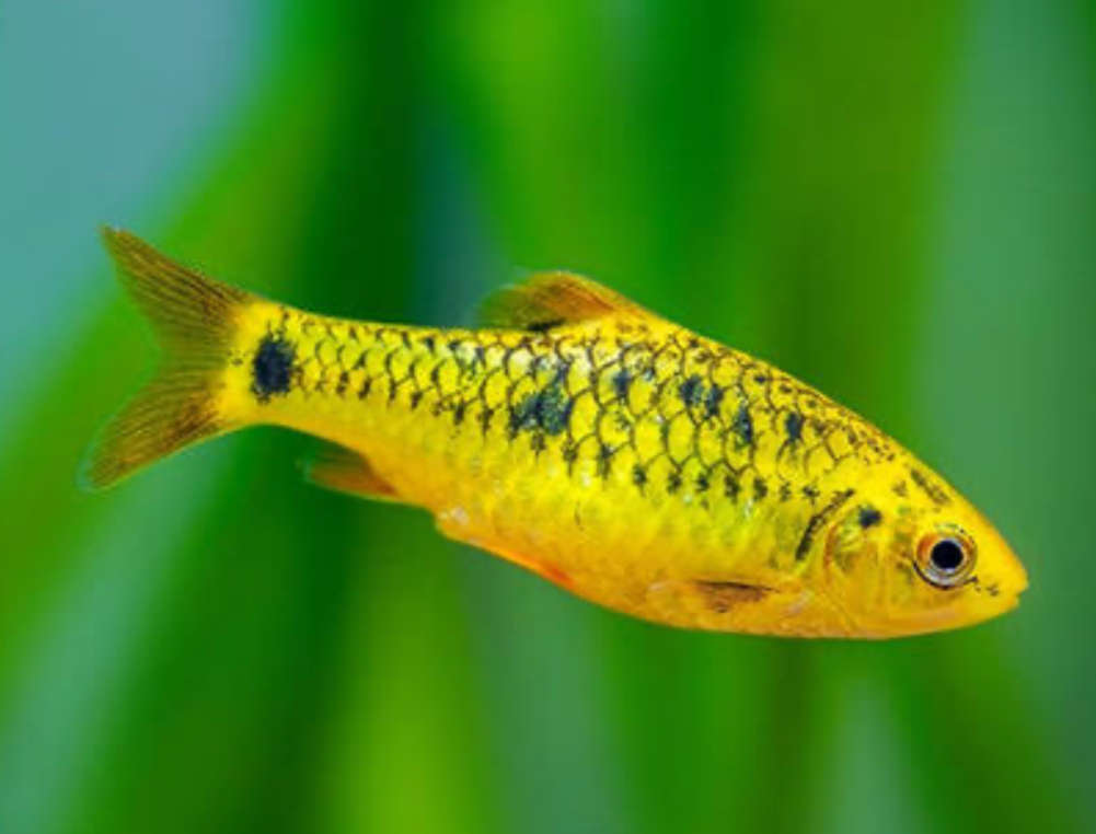Gold Barb