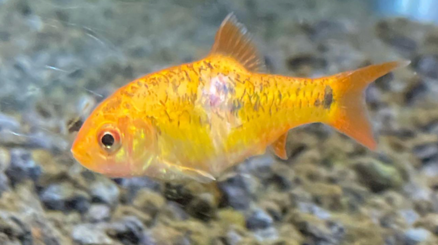 An injured Gold Barb swimming.