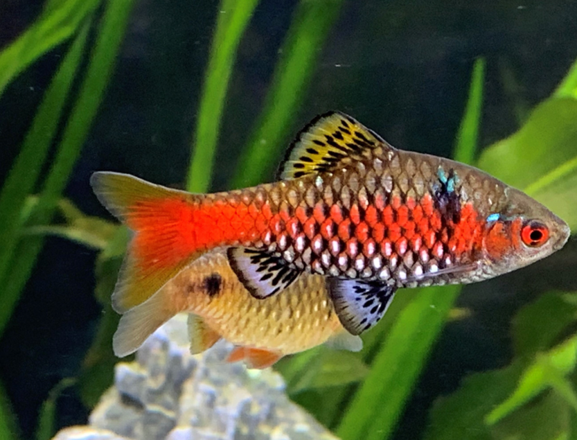 Female Odessa Barbs don’t have a striking red coloration like the males.