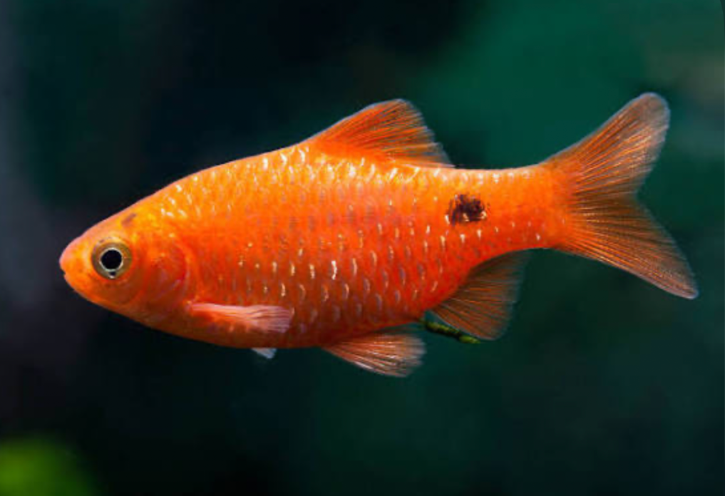 Close up of a rosy barb.