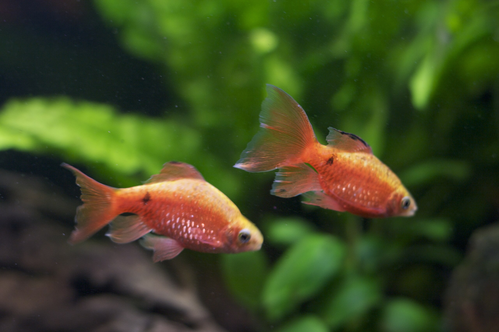Rosy Barb swimming in a planted tank