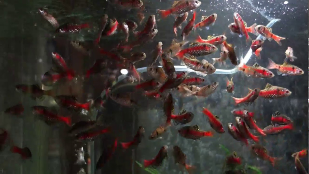 Odessa Barb eggs hatch into free-swimming fry within 24 - 48 hours.