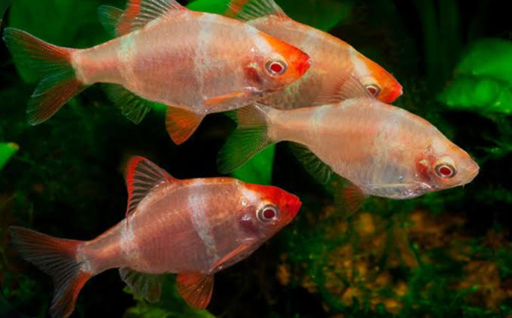 A small group of Albino Barbs swimming happily.
