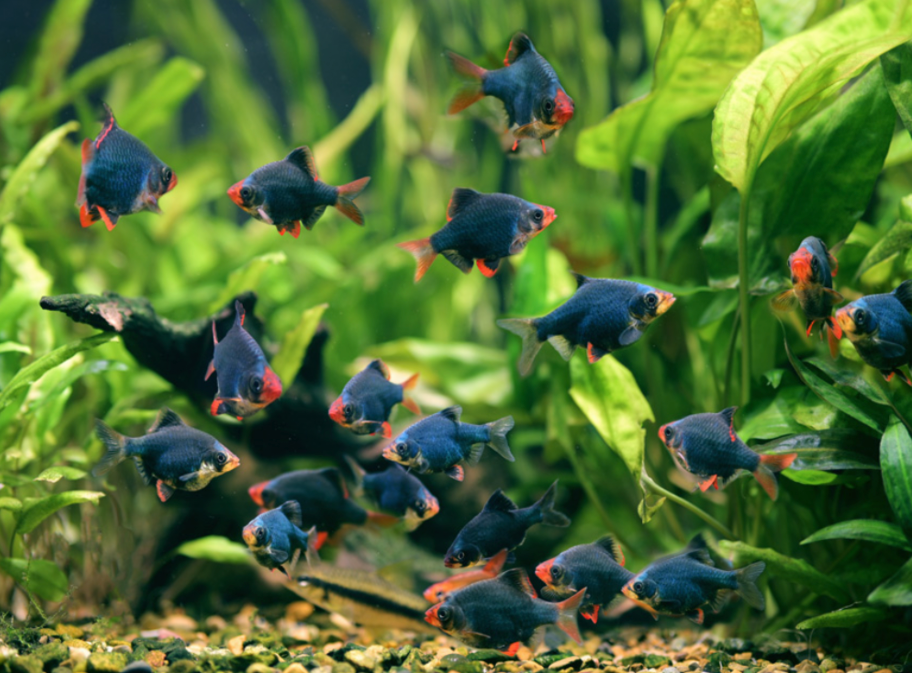 A large school of green tiger barbs in a tank.