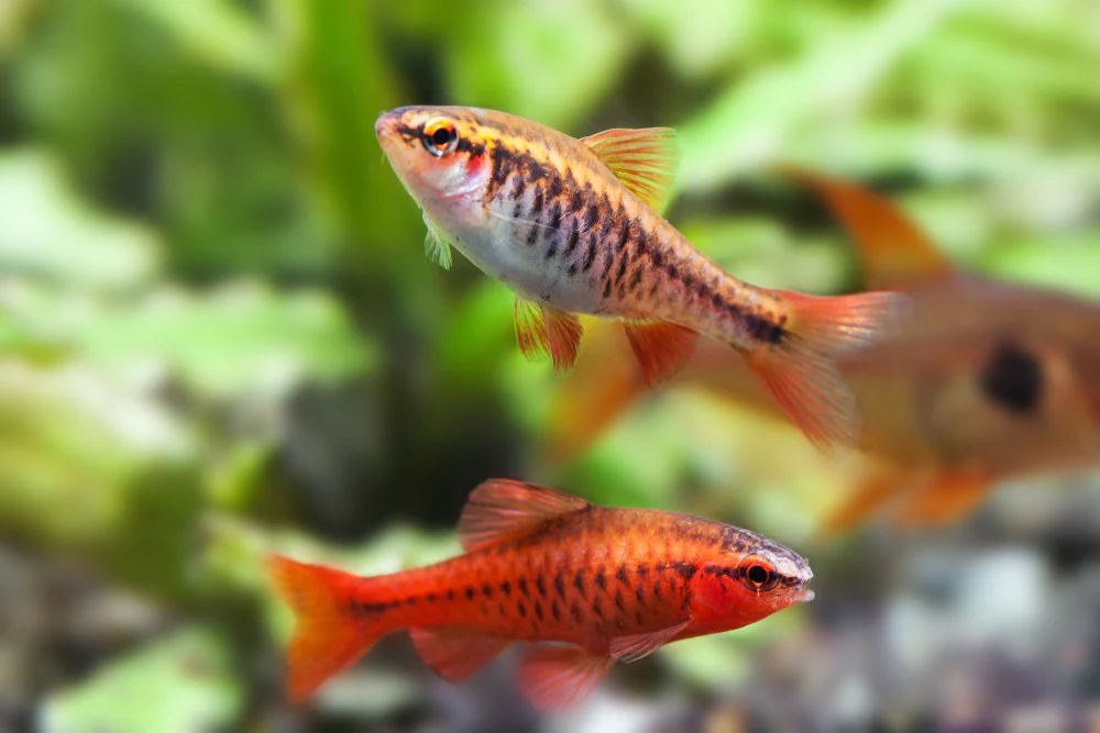 Cherry barbs in a planted tank.
