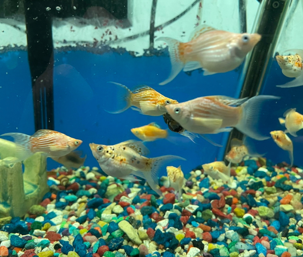 Lyretail Mollies in a colorful substrated tank.