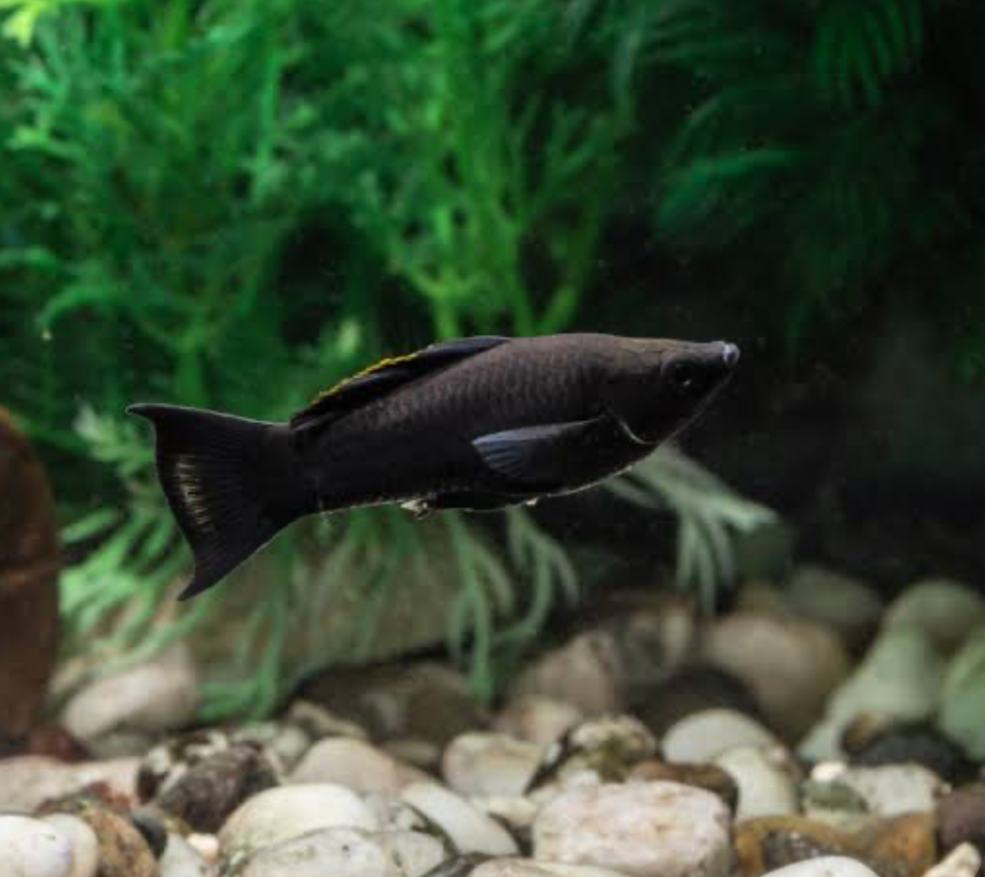 A black Lyretail molly swimming in the open area of its tank in front of plant and rock aquascape.