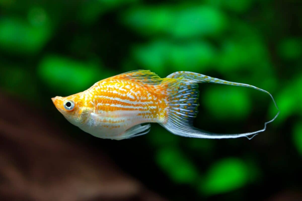 A happy and healthy Lyretail Molly in the foreground of a planted tank.