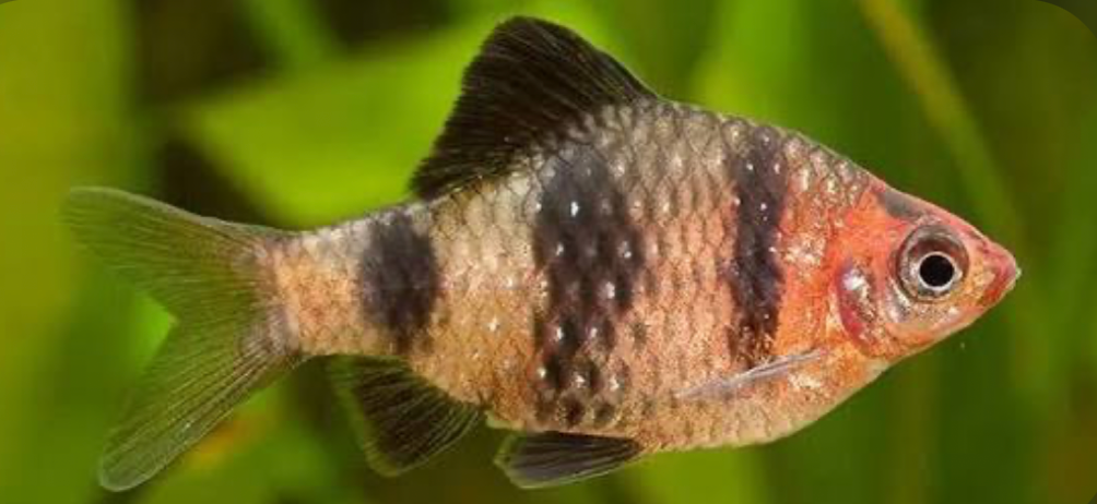Black Ruby Barb