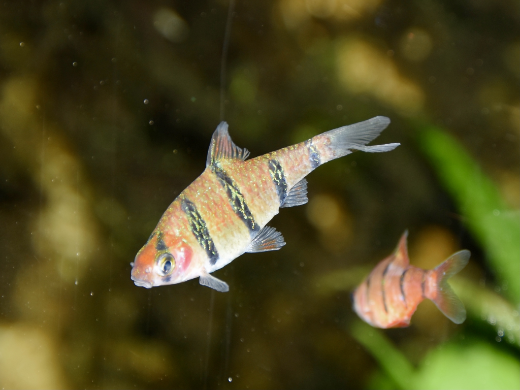 Happy and Healthy Five-Banded Barbs