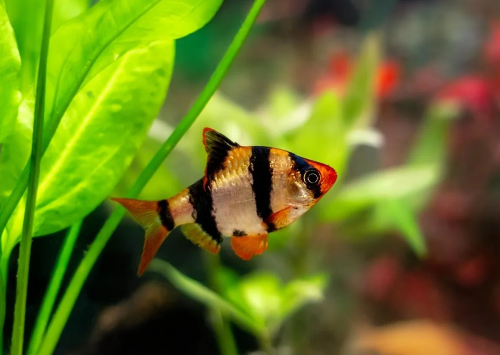 A planted tank with a Tiger Barb in its center.
