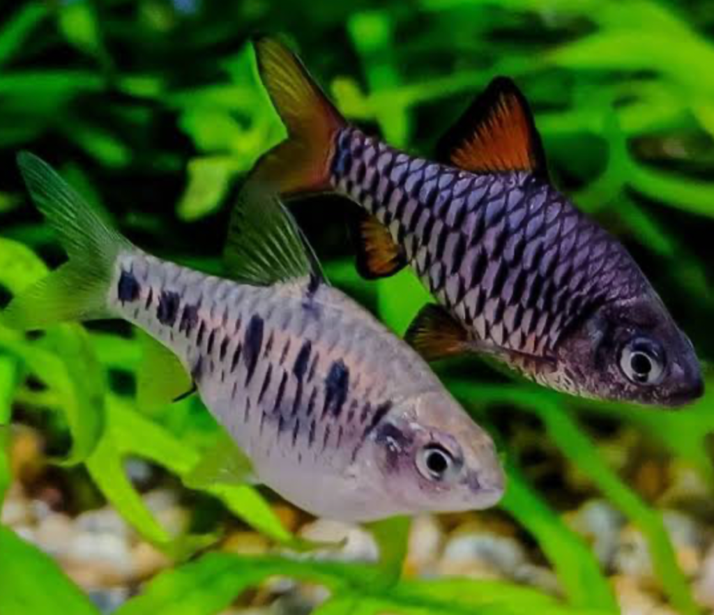A pair of checkered barbs in a planted tank.