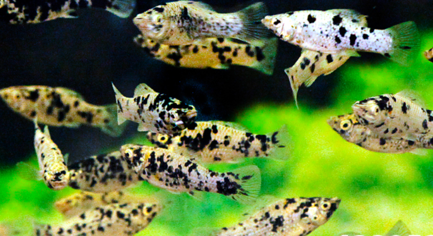 A group of Dalmatian Mollies schooling happily.