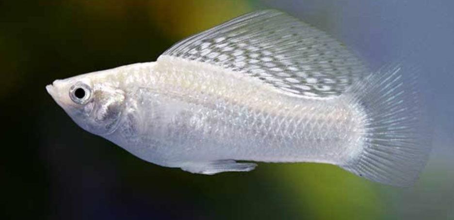 A closeup of a Platinum Molly in a tank.
