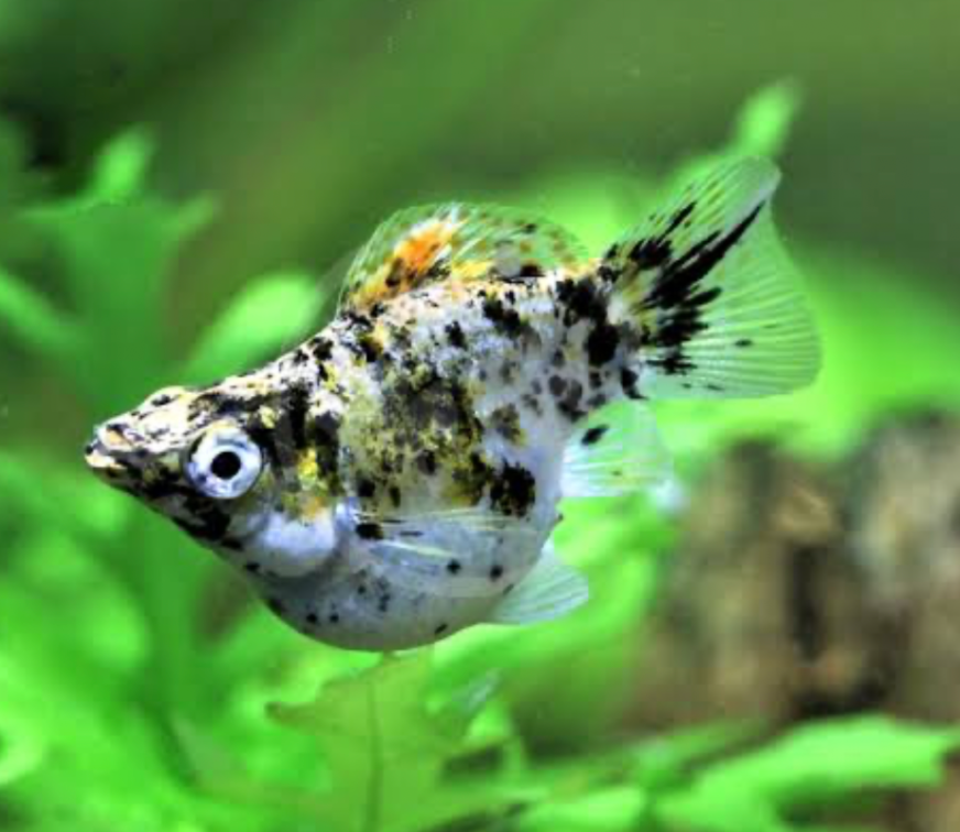 A closeup of a balloon molly in its planted tank.