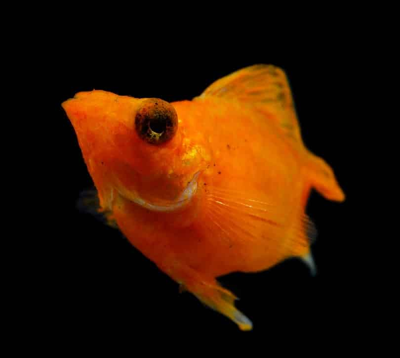 An orange molly on a black background as it seemingly stares at the camera.