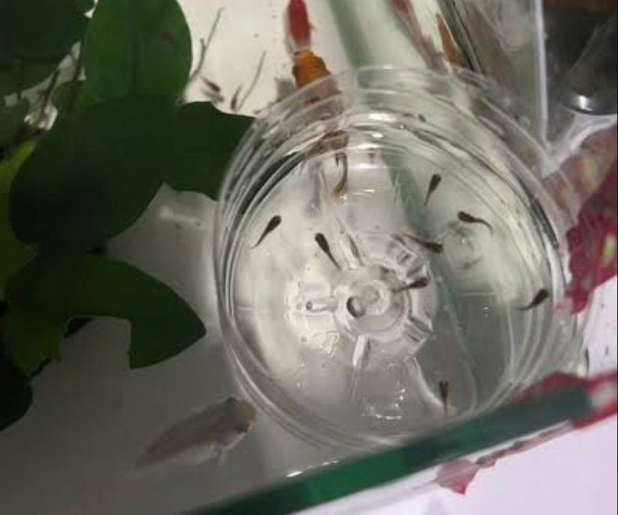 Juveniles Molly fry