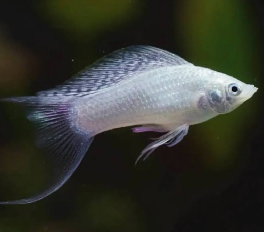 A happy and healthy Silver Sailfin Molly closeup.
