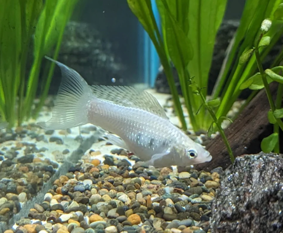 A Silver Sailfin Molly in a planted tank.