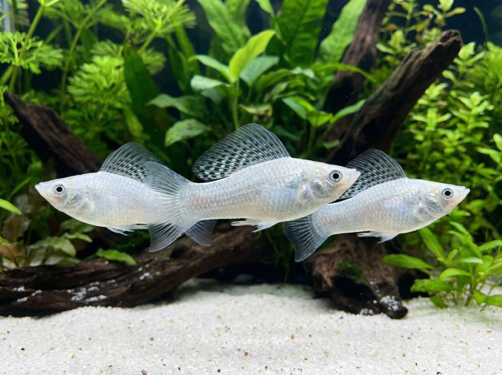 A planted tank filled with silver sailfin molly fish.