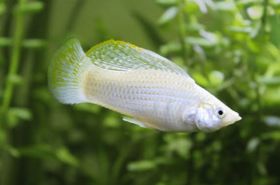 A Silver Sailfin Molly in its planted tank.