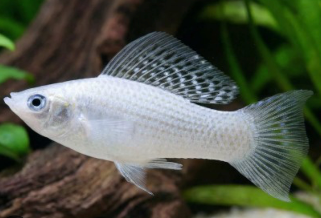 A vivid Silver Sailfin Molly in a planted tank.