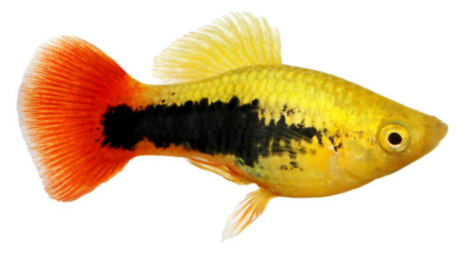 Sunset Tuxedo Platy