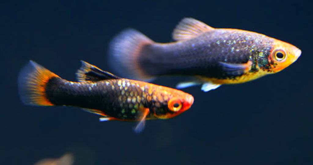 Red Tail Tuxedo Platy