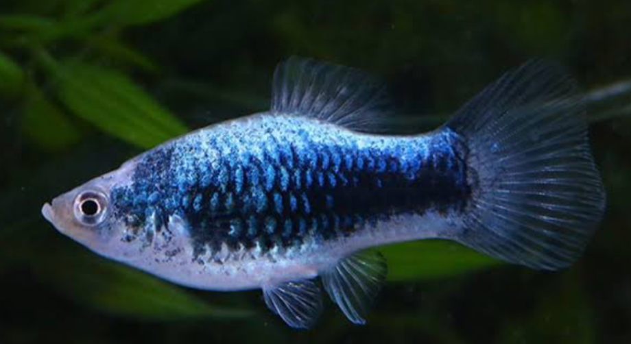 Blue Tuxedo Platy