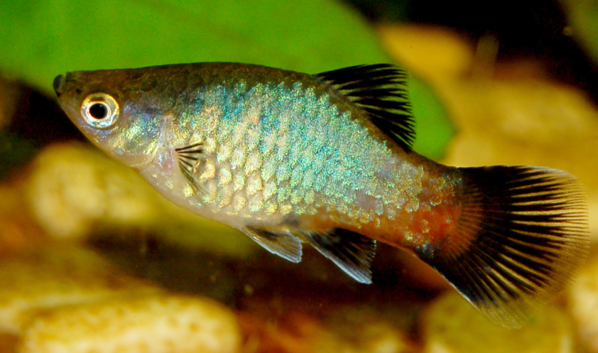 Wild Platy