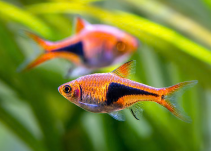 Harlequin Rasboras