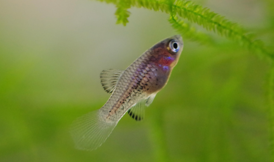 Tuxedo Platy fry
