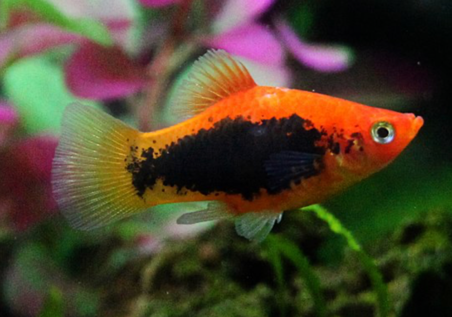 Tuxedo Platy
