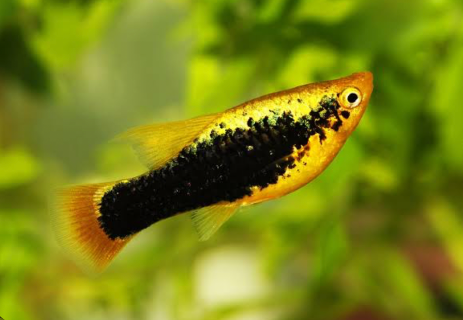 Gold/Sunburst Tuxedo Platy