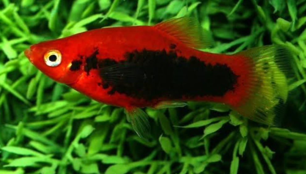 Cherry-Red Tuxedo Platy