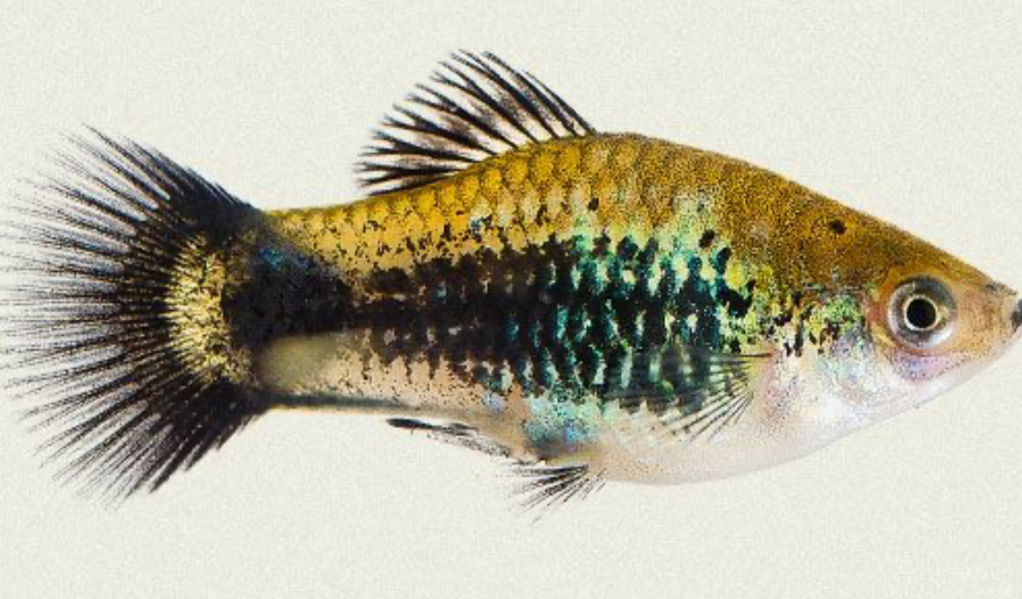 Green Tuxedo Platy