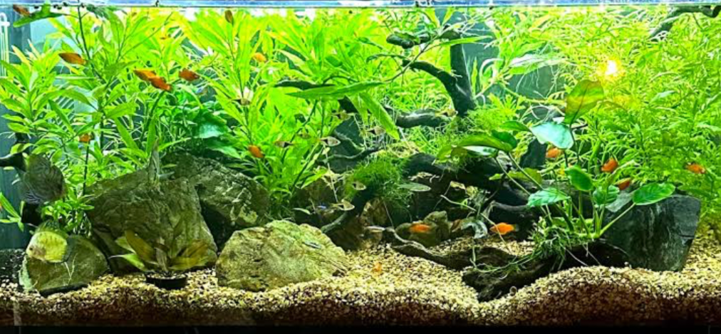 A planted tank.