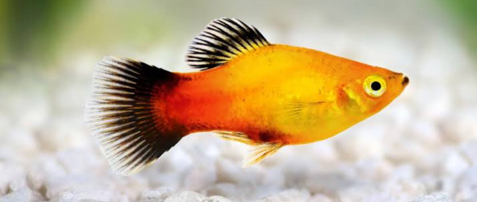 Standard Platy fish