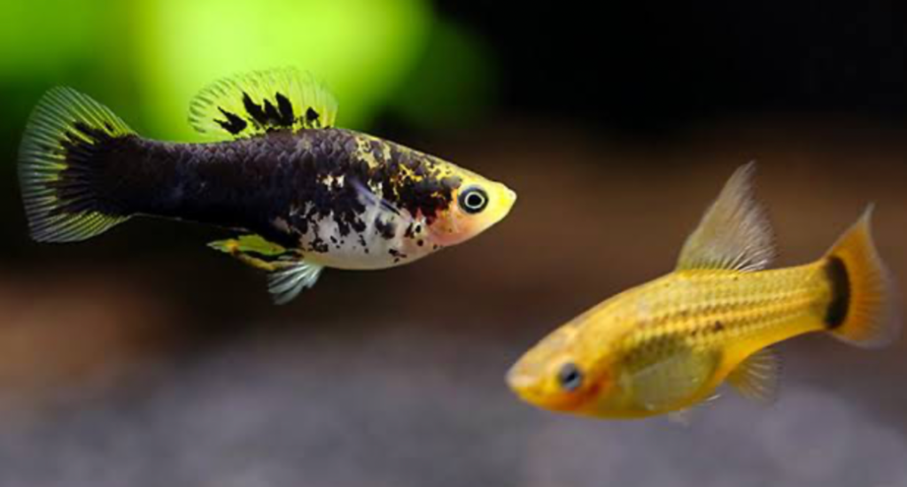 X. Variatus variant fish.